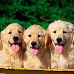 Everything You Ever Wanted to Know about Golden Retrievers